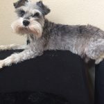 Top ledge of the couch, that's the spot. : Jason's dog silent J laying on a couch. 