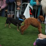 Puppy Bowl Pics: Puppy Bowl Pics. 
