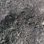 Deb Rescues An Abused Pit Bull: a hole in the ground with bits of grass and left over pieces of dog food