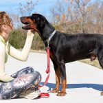 Avocado The Dog: Avocado Dog