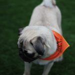 Puppy Bowl Pics: Puppy Bowl Pics. 