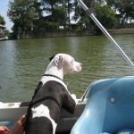 Now this is a much better way to get around the lake.: Deb's dog Blue riding in a boat on the lake