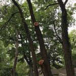 Deb's Amputated Tree