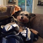 Silent J was a Cowboys and Texas fan too. : Jason's dog silent J laying down with a cowboys blanket. 