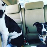 Blue riding along with his bud. : Blue riding in the car alongside another Dog. 