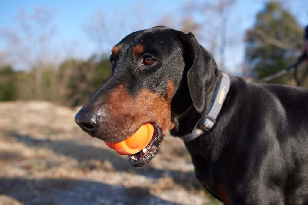 27744148_2250111701681845_1429875232_o_0