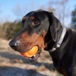 Avocado The Dog: Avocado Dog