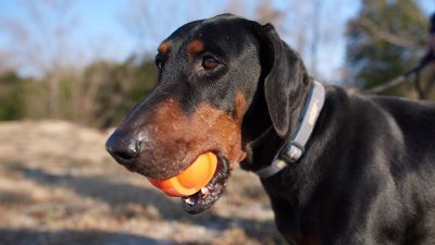 27744148_2250111701681845_1429875232_o_0