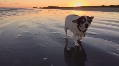 baby20cow20-20laura20levack