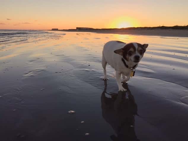 baby20cow20-20laura20levack