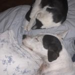 Blue and George : Blue and George after Blue getting his leg amputated. 