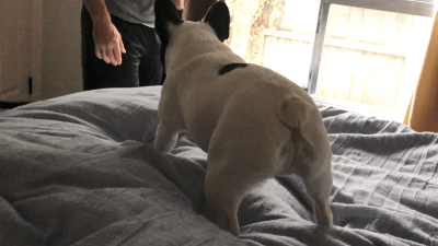 alfie standing on Deb's bed, playing "get em"  with her boyfriend