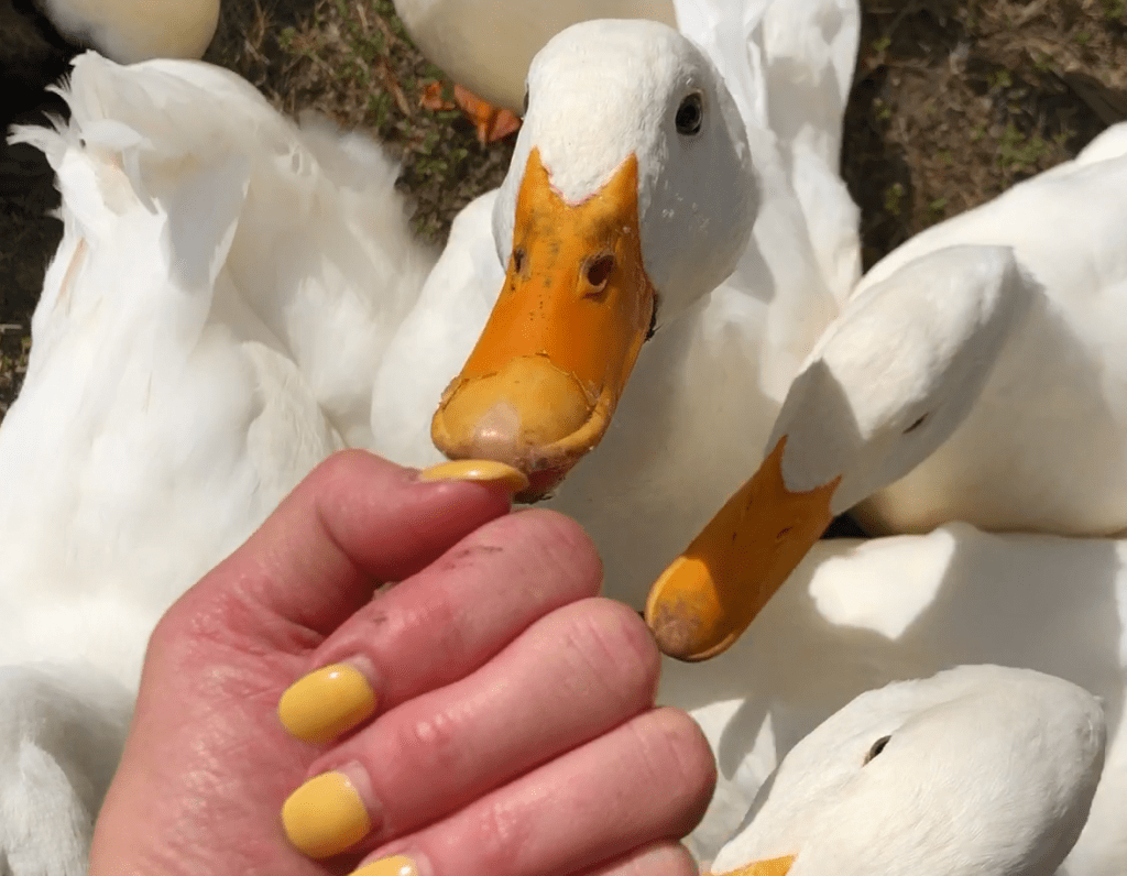 Deb offering her hand to a group of aggressive ducks