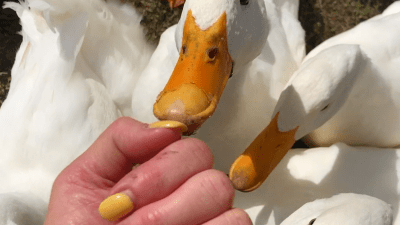 Deb offering her hand to a group of aggressive ducks