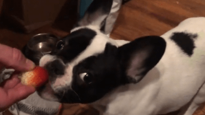 Alfie eating a strawberry.
