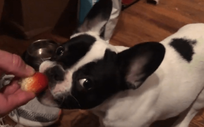 Alfie eating a strawberry.