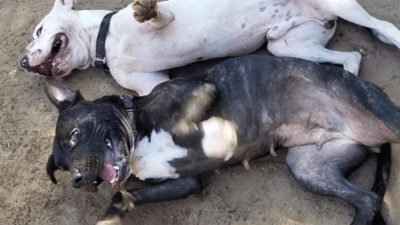 Austin Pet's Alive needs local help for the animals with the summer heat.