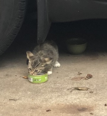 Cat under Deb's car