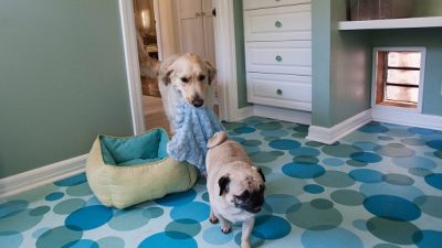 Two dogs in blue blankets