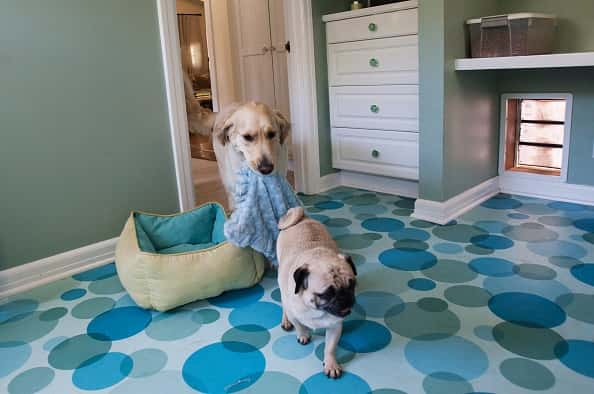 Two dogs in blue blankets