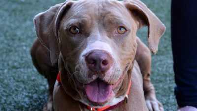 Hays County, TX Animal Shelter Rescue Network foster Mai.