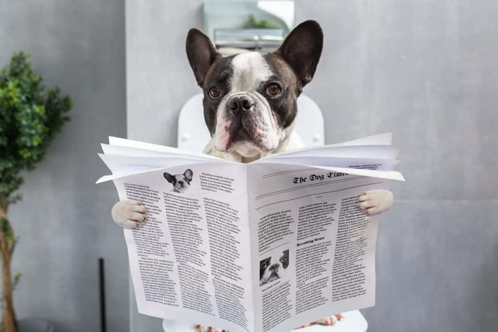 A dog sitting on the toilet reading a newspaper.