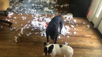 Aflie and Braidy tore it up