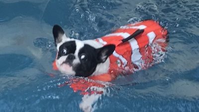 Alfie swimming in Jason's pool.