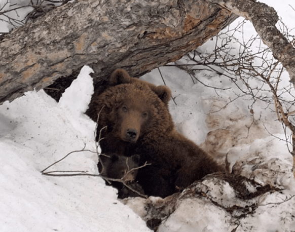 A bear that was found saving a man for food.