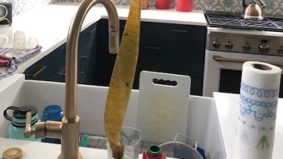 Fly trap strip in Deb's house.