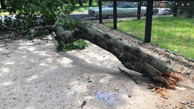 A fallen tree in front of Deb's house.