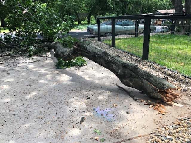 A fallen tree in front of Deb's house.