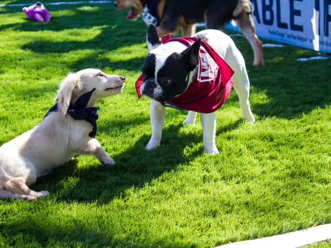 Alfie and Gracie