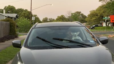 Teach dog to drive