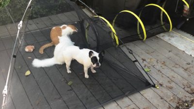 deb's two cats and her dog playing on the back porch in a mesh pet tent