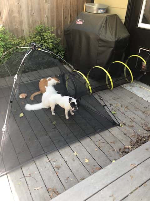 deb's two cats and her dog playing on the back porch in a mesh pet tent