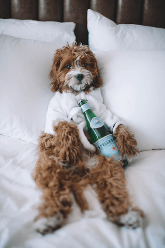 dog holding sparkling water