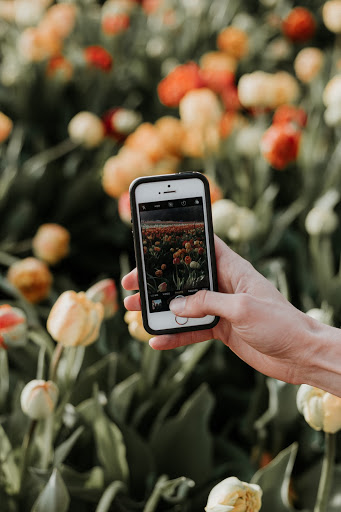 person taking photos of flowers on phone