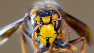 close up of a giant asian hornet known as the murder hornet