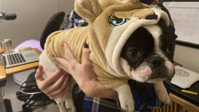 Deb's dog alfie dressed up like a lion cub