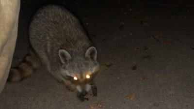 the racoon that came into deb's backyard and let her feed him