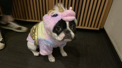 alfie dressed as a unicorn for halloween