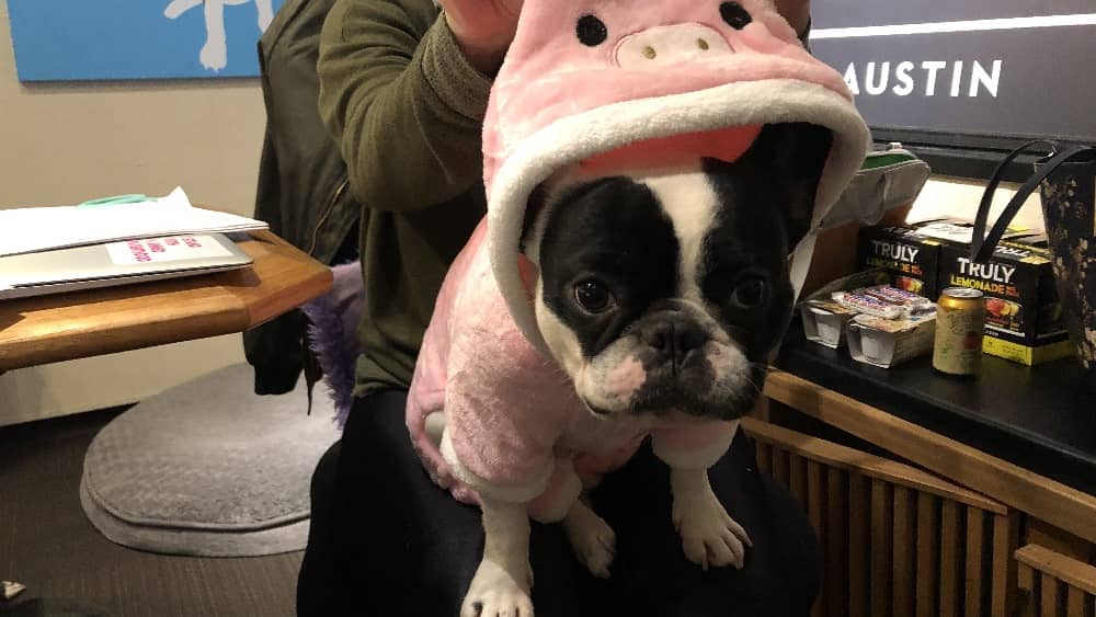 alfie dressed in a pig costume for halloween