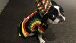 alfie dressed in a rastafarian costume for Halloween