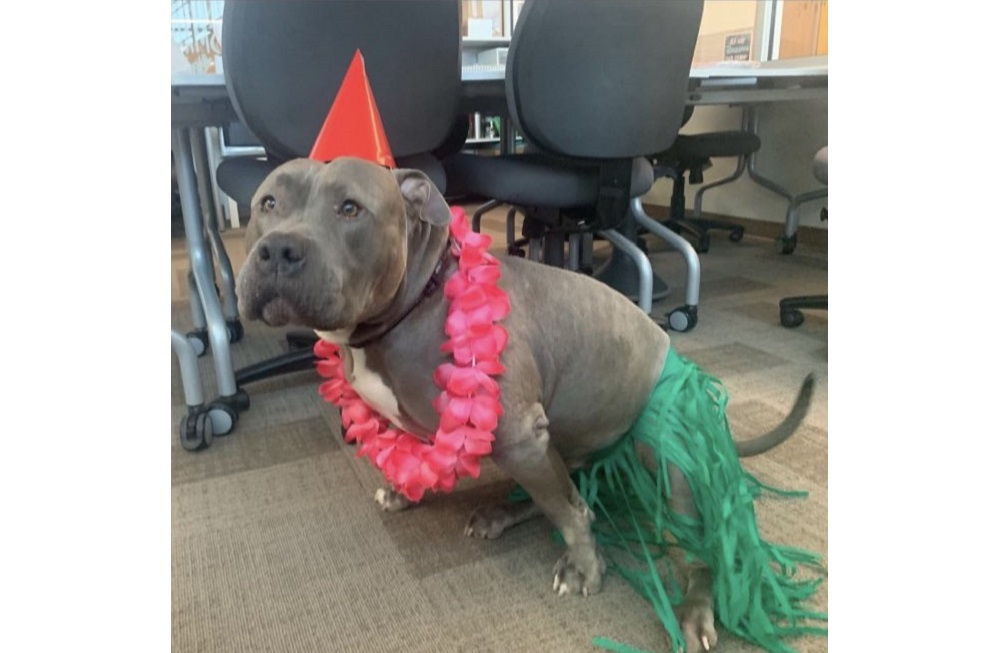listener laurie's dog manny the manatee dressed like a hula girl dash ornament