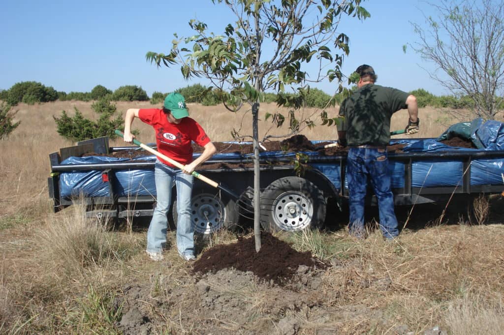 deb planting a tree