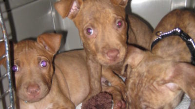 deb's foster puppies inky pinky and stinky in a kennel