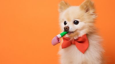 stockphoto of a pomeranian with a noise maker in its mouth