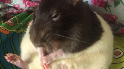 roxy's rat iggy showing off his massive balls