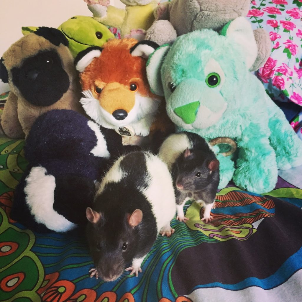 Do Rats Make Good Pets? KROX Austin, TX